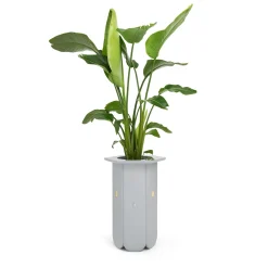 A vase