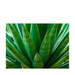 Agave Photograph