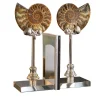 Ammonite Bookends