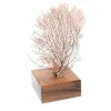 Black & Red Gorgonia Coral on Walnut Base