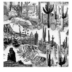 Black and White Cactus Wallpaper