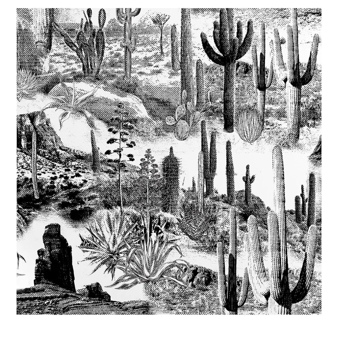 Black and White Cactus Wallpaper