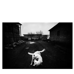 Cani che Giocano Photograph