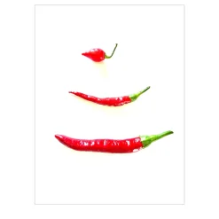 Capsicum Digital Drawing #1