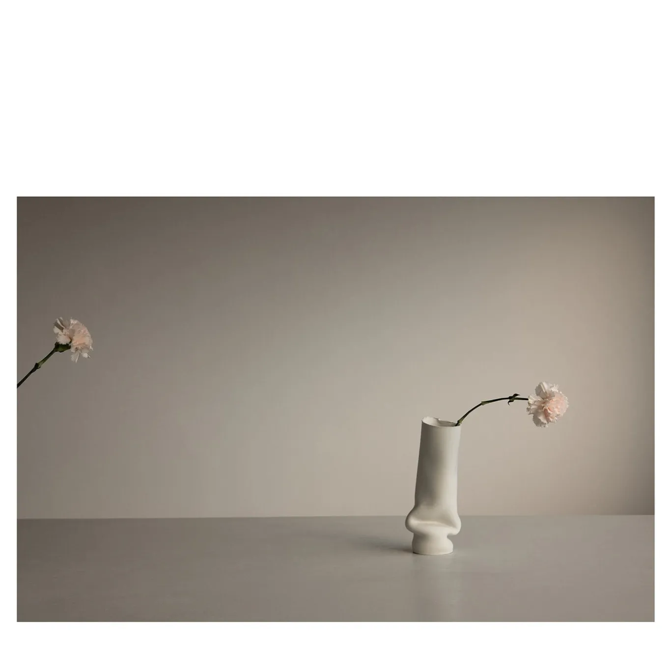 Carnation in Asiago Limited Edition Photograph