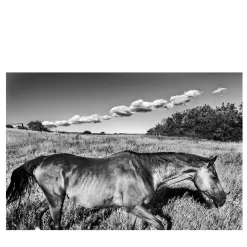 Cavallo e Nuvole Photograph