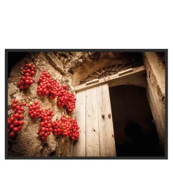 Ciliegino Rosso Photograph