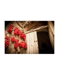 Ciliegino Rosso Photograph