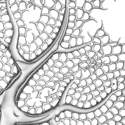 Coral Glass Sculpture