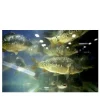 Fish Dimensions Photographic Print