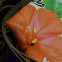 Garden White Flower Armchair by Carlo Rampazzi