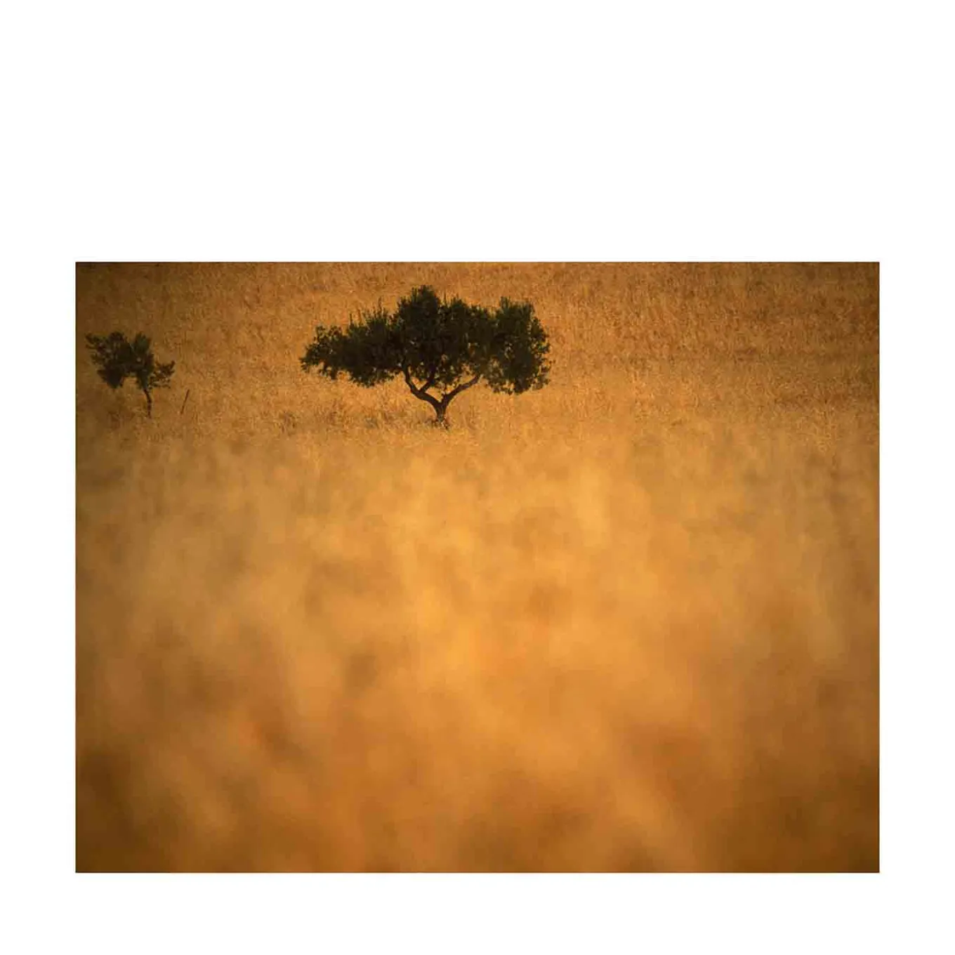 Giallo Sicilia Photograph