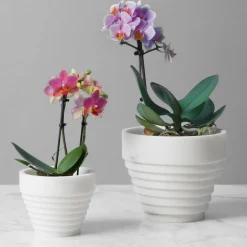 Guggenheim White Michelangelo Pot by Michele Chiossi