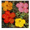 Hibiscus N.1 Puzzling Pop Print Series 2019