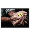 La Raccolta delle Olive Photograph