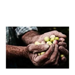 La Raccolta delle Olive Photograph