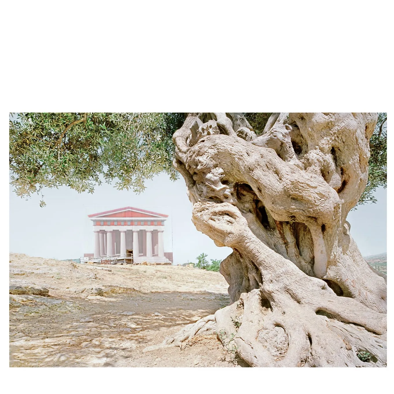 L'Ulivo SIM_STL_7374_18_SA Photograph