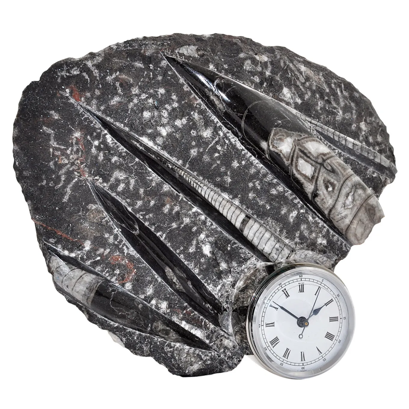 Nautilo Sculpture Clock by Nino Basso