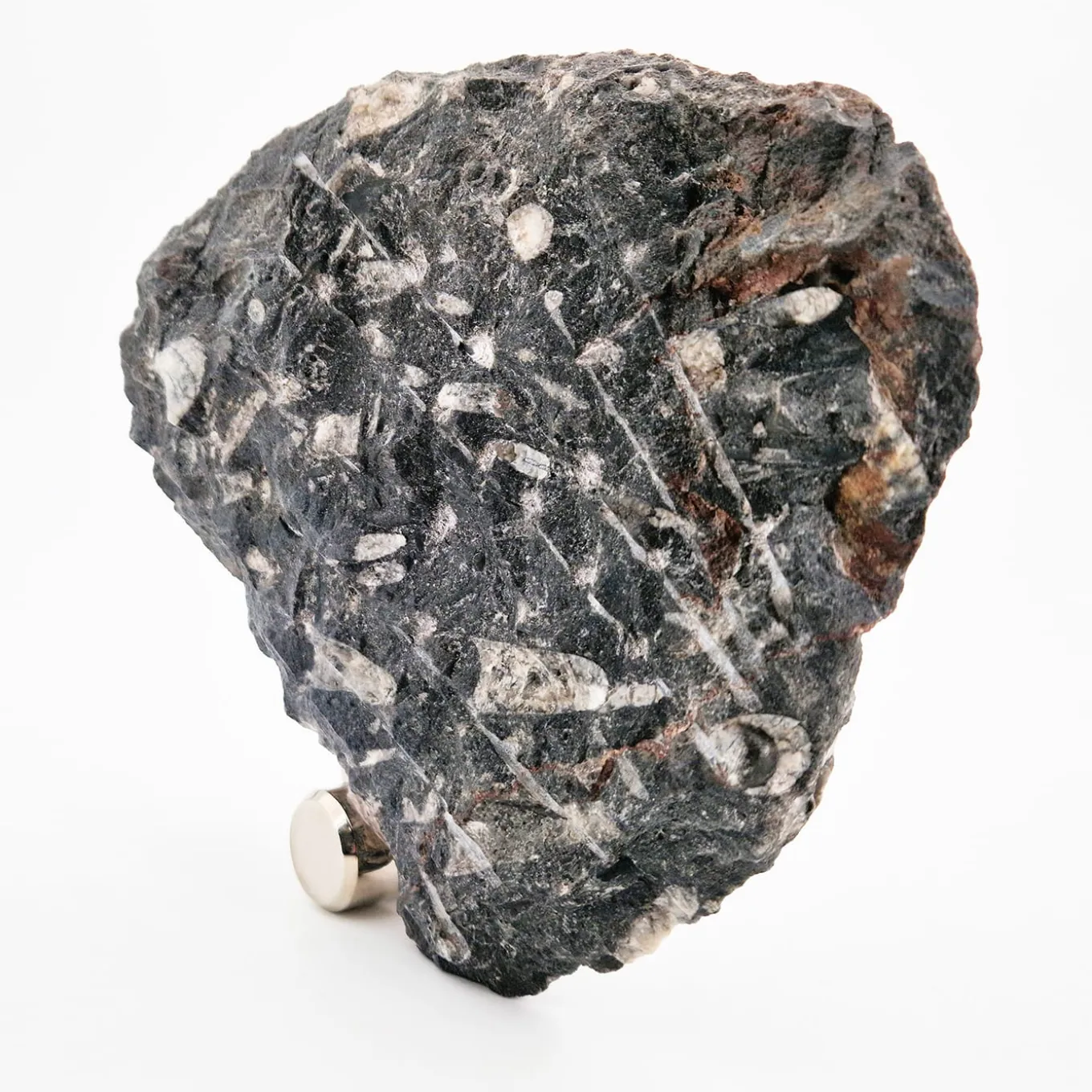 Nautilo Sculpture Clock by Nino Basso