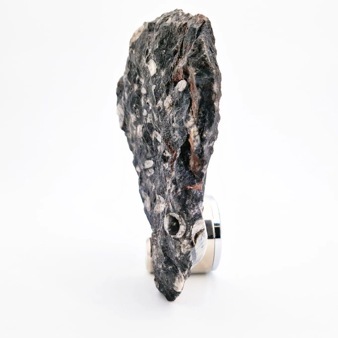 Nautilo Sculpture Clock by Nino Basso