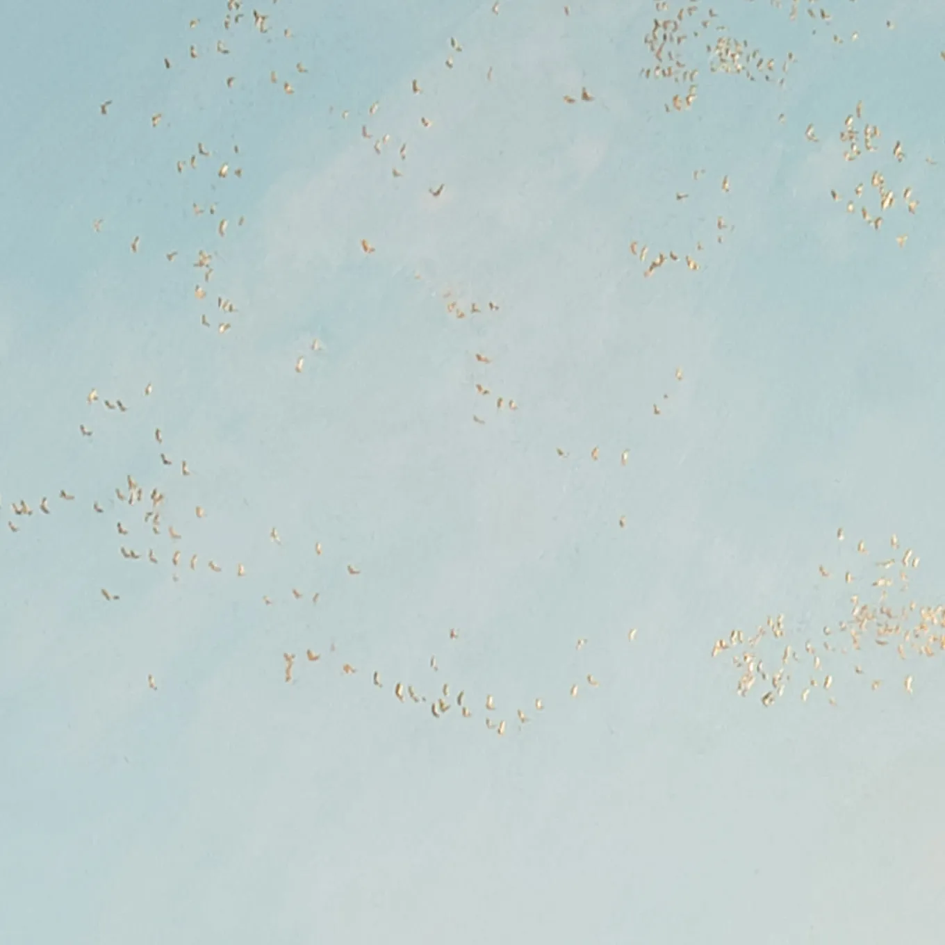 Raising Hope Painting