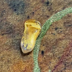 Rampicante Velvet Silk Hand-Painted Tapestry