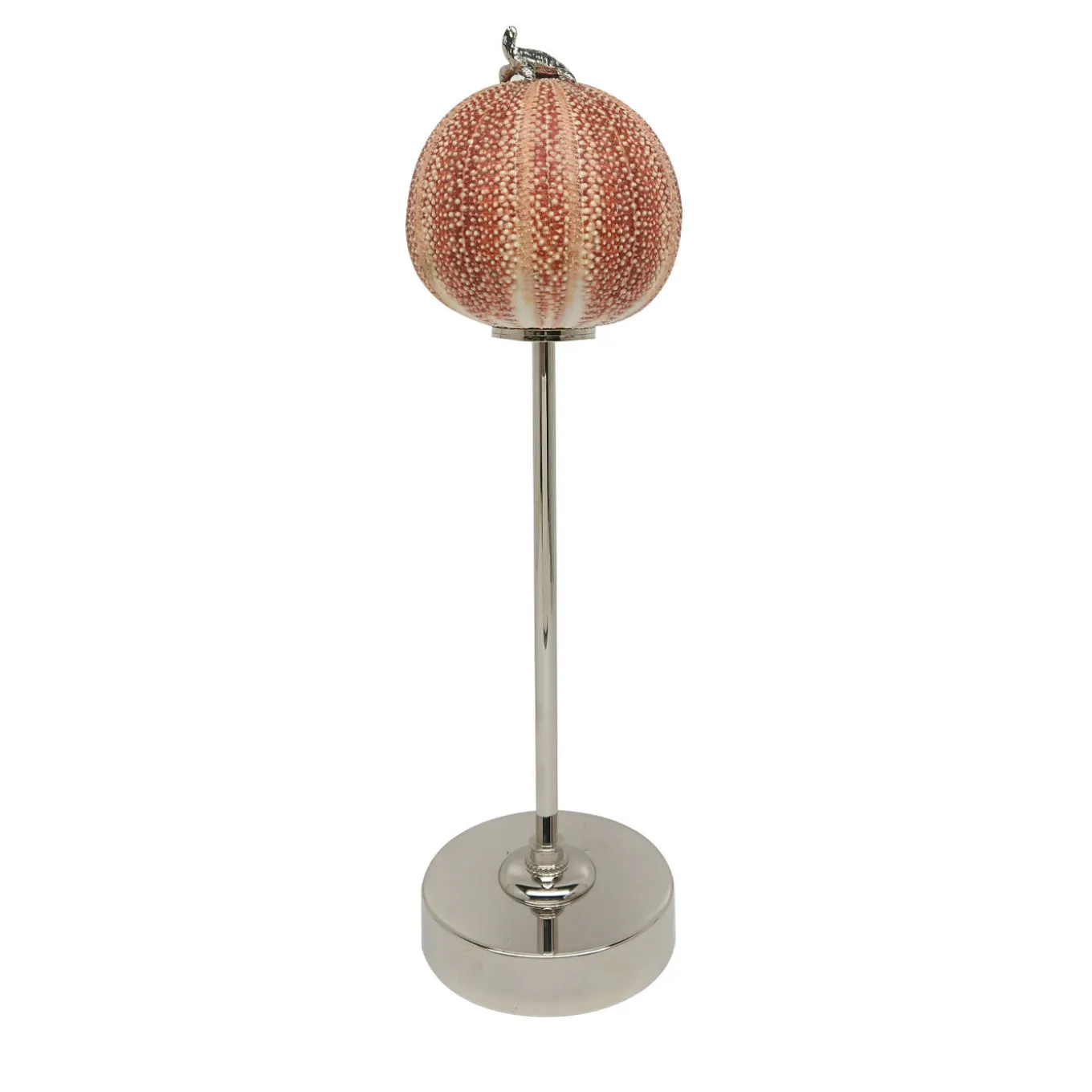 Rich-O Lamp Turtle