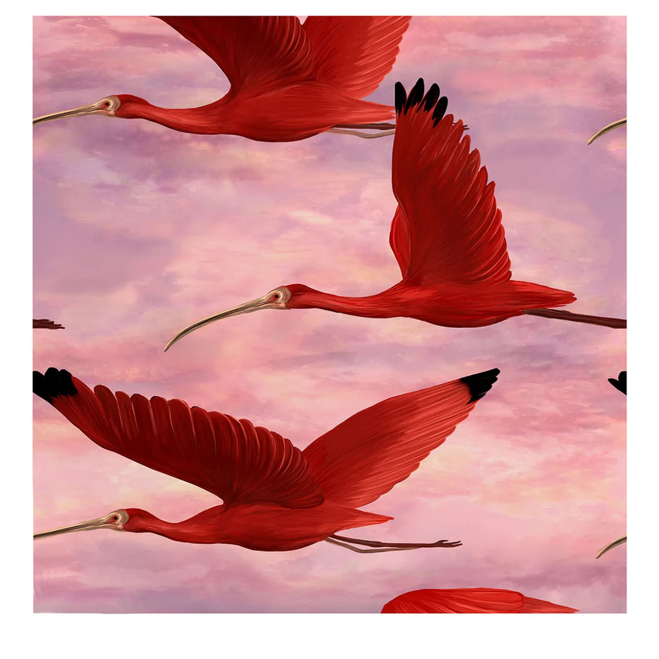 Scarlet Ibis Bird at Sunset Wallpaper