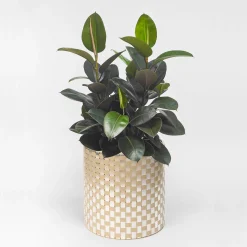 Splot4flowers Optical Gold Cachepot