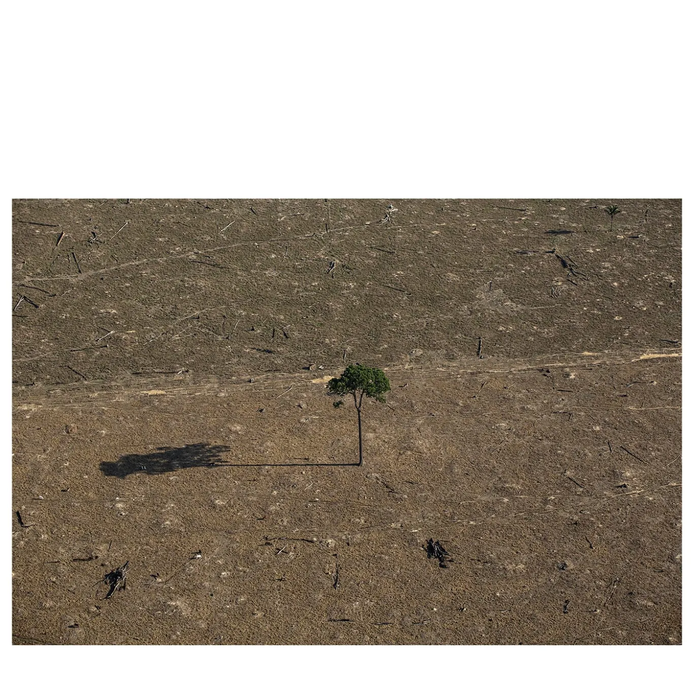 The Amazon Rainforest #3 Photography