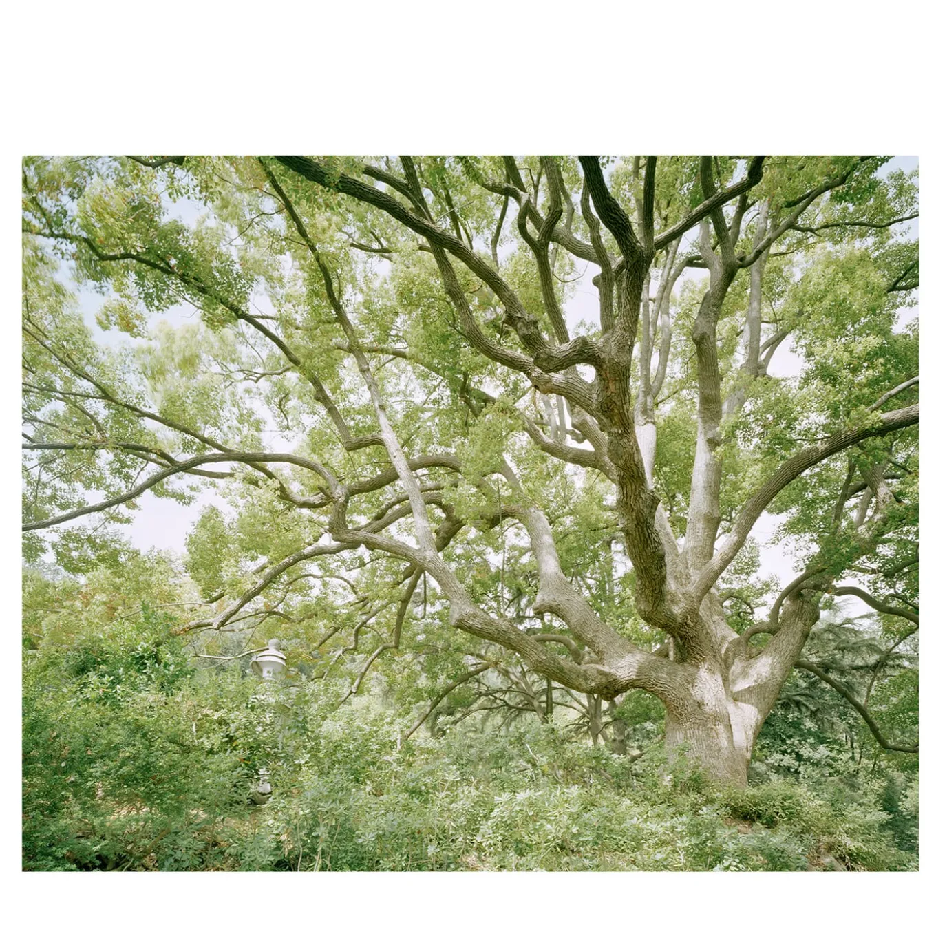 The Green Hour SIM_VPL_17 Photograph