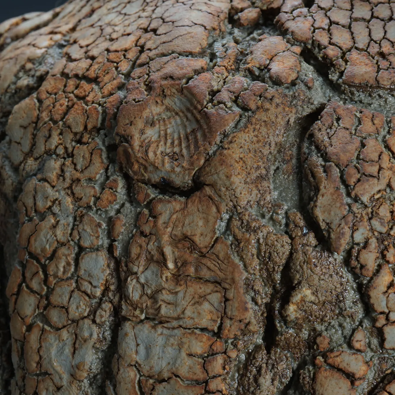 Tuscany Seed Pod Decorative Vase