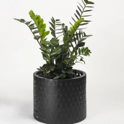 Vitis Black Abatellis Cachepot