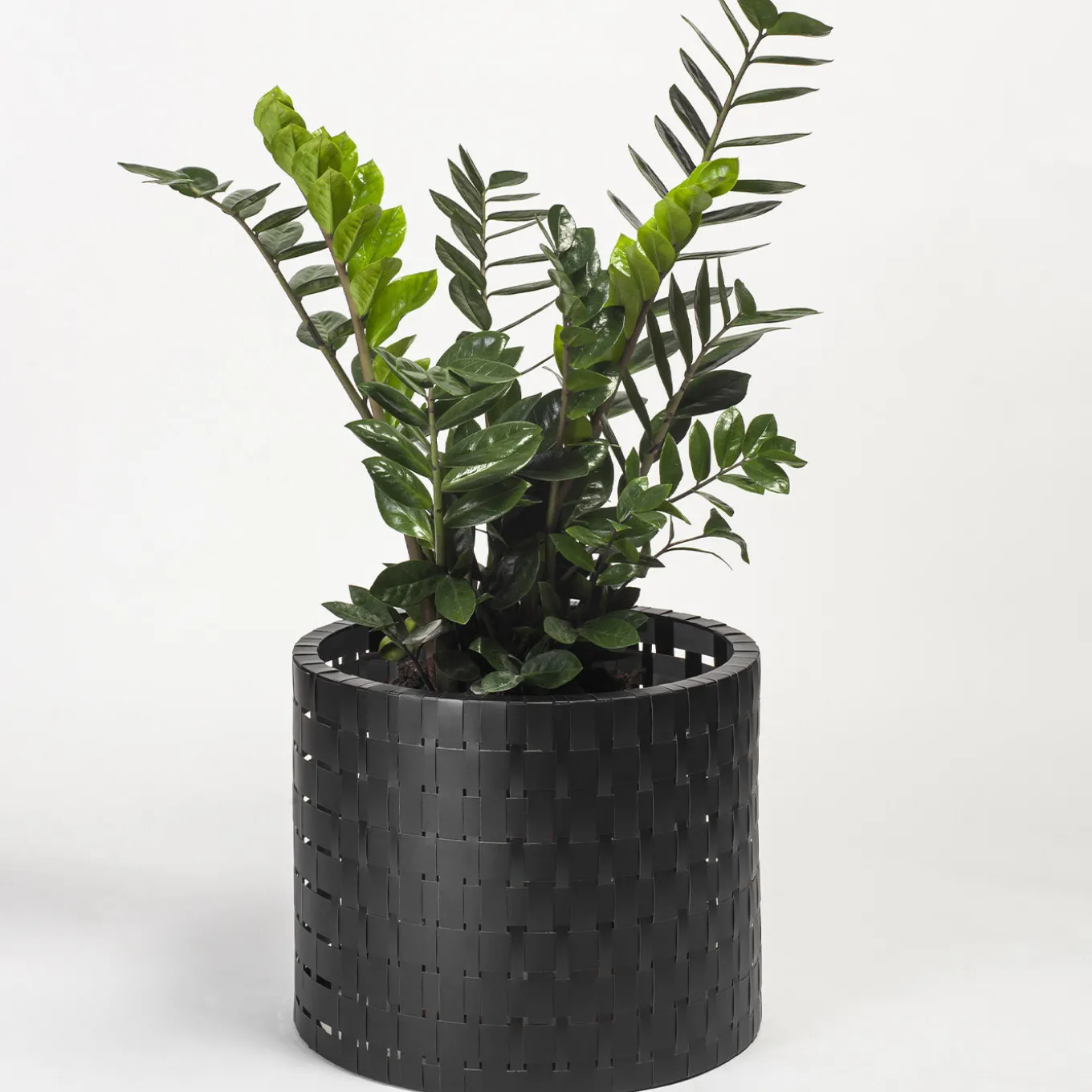 Vitis Black Abatellis Cachepot