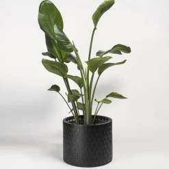 Vitis Black Abatellis Cachepot