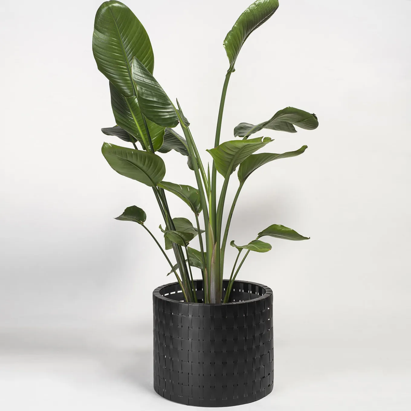 Vitis Black Abatellis Cachepot