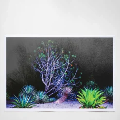 What News of the Snake that Lost its Heart in the Fire - Arko Datto - Limited Edition of 30 copies